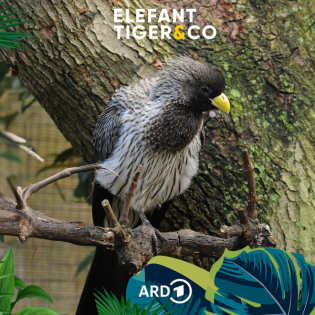 Lärmvogel - unscheinbarer als man denkt