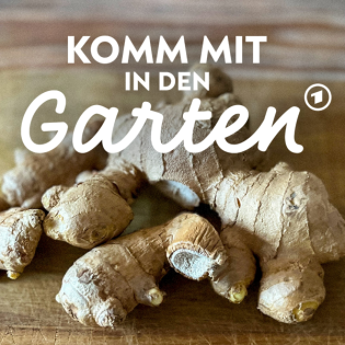 Superfood Ingwer selbst anbauen