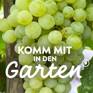 Weintrauben im Garten