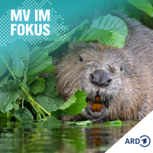 Freund oder Feind? 50 Jahre Biberansiedlung in Vorpommern