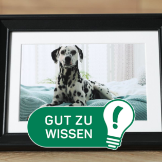 Gut zu wissen: Wie man in Tirol Haustiere bestatten kann