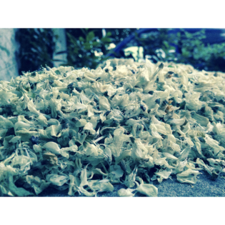 Einer für alle, alle für Einen – Flügelverleihen