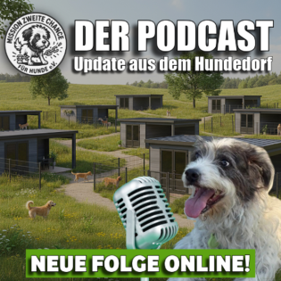 #361 Update- Rundgang im Hundedorf