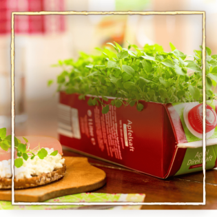 Microgreens - besser als Sprossen!