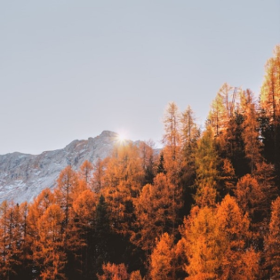 Wir warten dein, o Gottes Sohn (EG 152)