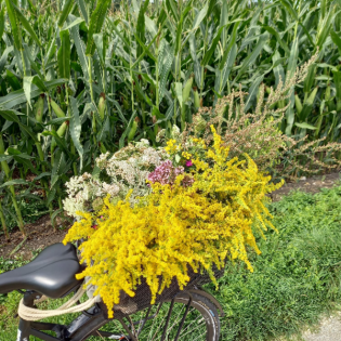 Mariä Himmelfahrt: Kräuter in Gefahr