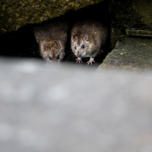Ratten-Bekämpfung in Kanalisation