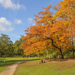 Goiny: Bäume sind den Berlinern und auch der CDU wichtig