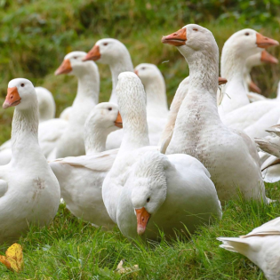 Nabu zur Vogelgrippe: Ursache ist wohl die Massentierhaltung