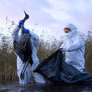 Vogelgrippe: MOL-Landrat Schmidt (SPD) gegen landesweite Stallpflicht