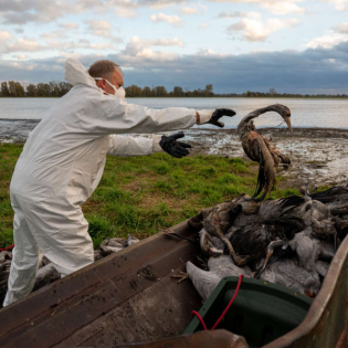 Mittelstädt (SPD) zur Vogelgrippe: "Das ist erst der Anfang"