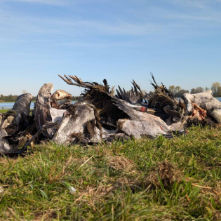 Vogelgrippe: Landrat warnt vor höheren Preisen