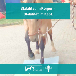 Stabilität fürs Pferd: Warum sie oft fehlt – und wie du sie aufbaust