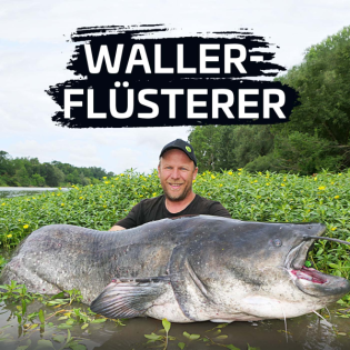 #50 Waller klopfen