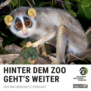 Kennt ja kein Schwein: Schlankloris