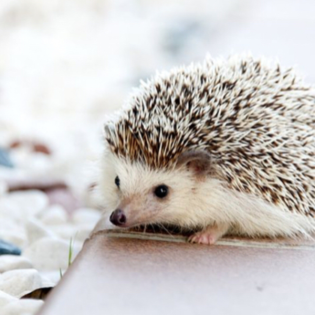 Der Igel