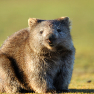 Der Wombat