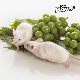 Mäuse können Erste Hilfe