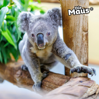 Koala-Opa Irwin feiert 17. Geburtstag im Zoo Duisburg