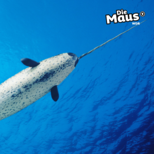 Was "Einhörner der Meere" mit ihrem Horn machen