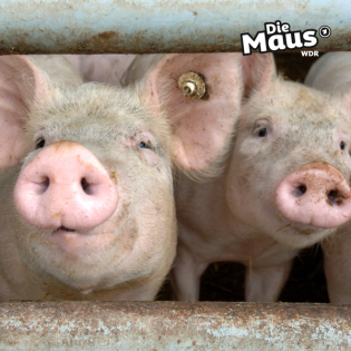 Schweinestall bricht ein: Schwieriger Feuerwehreinsatz