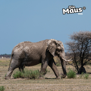 Elefanten planen ihre Reisen