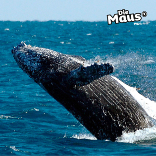 Buckelwale sehen schlechter als gedacht