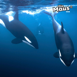Neue Erkenntnisse: Orcas mögen Algenmassagen
