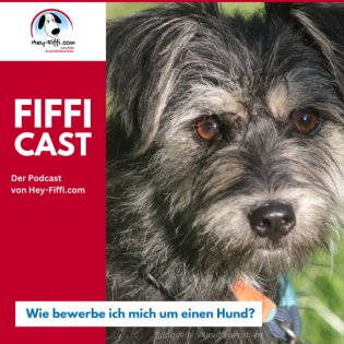 Wie bewerbe ich mich um einen Hund?