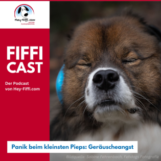 Panik beim kleinsten Pieps: Geräuscheangst