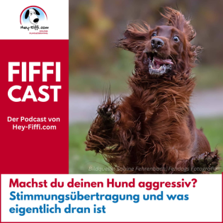 Machst du deinen Hund aggressiv? Stimmungsübertragung und was eigentlich dran ist