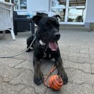 Körbchen Gesucht vom 21.08.2024 mit Milo