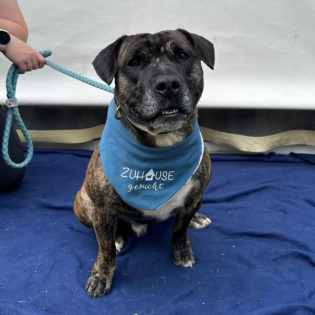 Körbchen gesucht vom 07.08.2024 mit Snoopy