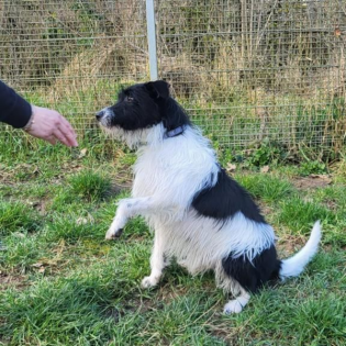 Körbchen Gesucht vom 31.07.2024 mit Olaf