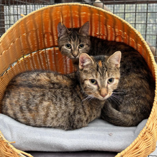 Körbchen gesucht vom 04.12.2024 - Katzen Texas, Ohio, Orlando