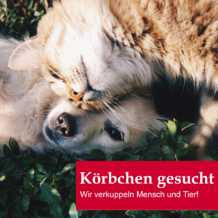 Körbchen gesucht vom 11.12.2024 - Alles über die Vermittlung