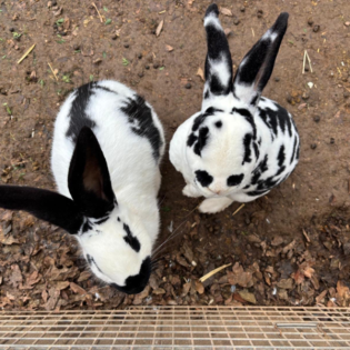 Körbchen gesucht vom 22.01.2025 - Kaninchen Fabienne