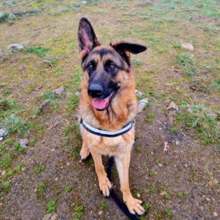 Körbchen gesucht vom 19.02.2025 - Schäferhündin Abby