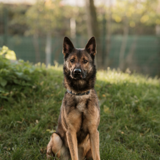 Körbchen gesucht vom 16.04.2025 - Hund Leo