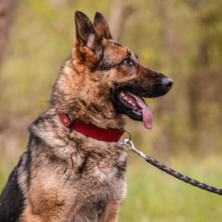 Körbchen gesucht vom 23.04.2025 - Emma