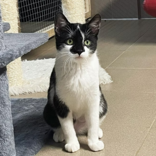 Körbchen gesucht vom 30.04.2025 - Katze Dorle