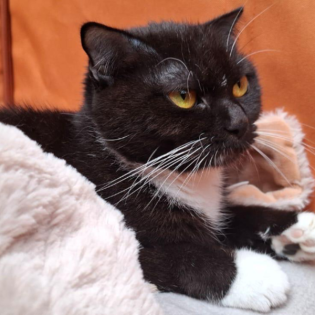 Körbchen gesucht vom 14.05.2025 - Katzen Hope & Clyde