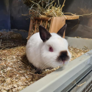 Körbchen gesucht vom 04.06.2025 - Wilhelm II und Julienco