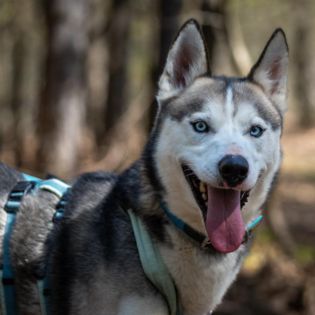Körbchen gesucht vom 25.06.2025 - Husky Indiana