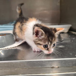 Körbchen gesucht vom 13.08.25 - Kätzchen Esther