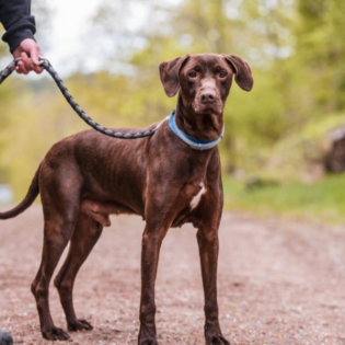 Körbchen gesucht vom 27.08.2025 - Hund Brownie