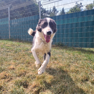 Körbchen gesucht vom 15.10.2025 - Hund Akardi