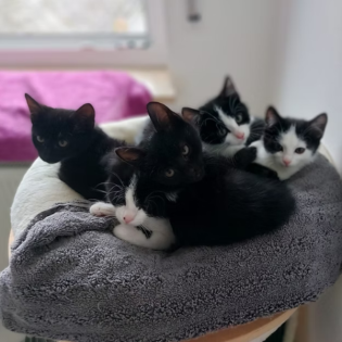 Körbchen gesucht vom 22.10.25 - Die "S-Katzenkinder"