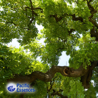 Ziel, Potenzial und Anpassungsfähigkeit