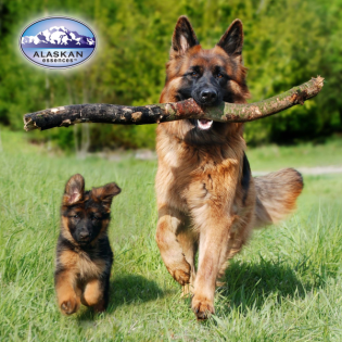 Die Geschichte der Animal Care Essenz